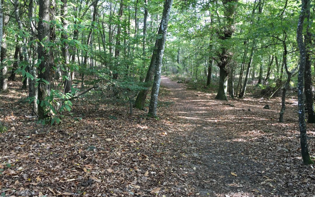 Prendre un bain de forêt, une façon de se relier à soi même…