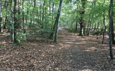 Prendre un bain de forêt, une façon de se relier à soi même…